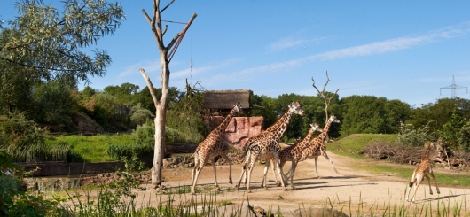 Rothschildgiraffen